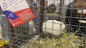 Выставка кур и кроликов в Краснодаре 2022 год#Выставка Прибыльное животноводство#