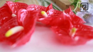 Time for new romance with Anthurium