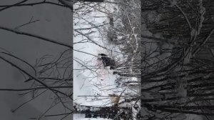 Охота с лайкой на медведя