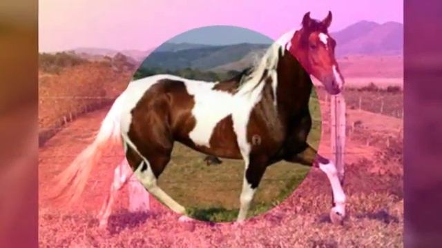 Аллюры лошади : рысь. смотреть онлайн