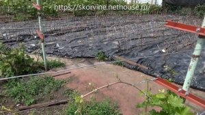 Что дает винограду подкормка азотным удобрением весной