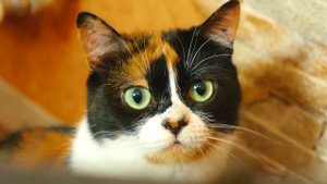 РЕАКЦИЯ КУКИ НА ХОМЯЧКА