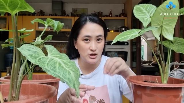 SYNGONIUM CARE TIPS & BENEFITS SA ATING HEALTH смотреть онлайн