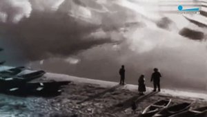 Почему из центра Санкт-Петербурга исчезли деревья?