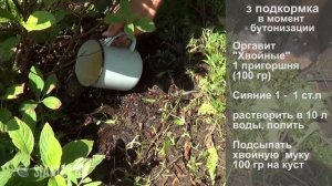 Гортензия Как избавиться от хлороза
