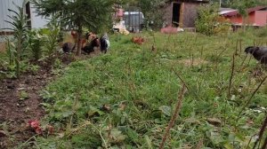 Куры Феникс