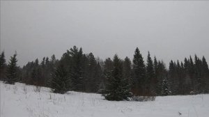 Охота на лося Сезон по лосю закрыт