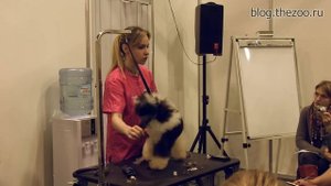 Мастер-класс «Пудель. Стрижка модерн». Анна Бардышева. ЧАСТЬ 1.