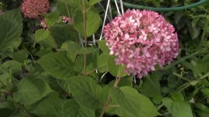 Мои древовидные гортензии-,розовые,красные,белые!!!