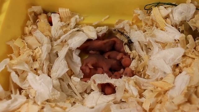 Сериал ТРЕТИЙ ДЕНЬ жизни ХОМЯЧАТ / Сирийский хомяк КАК УХАЖИВАТЬ / HOW TO CARE FOR A HAMSTER смотреть онлайн