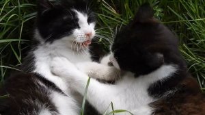 Как общаются животные друг с другом? Интересные факты о животных