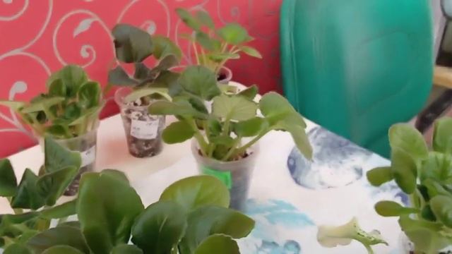 Предлагаю излишки цветов на 10.02.2024 г смотреть онлайн