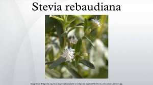 Stevia rebaudiana