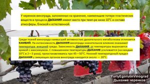 🍇 ЭТОТ ФОТОСИНТЕЗ для винограда важнее НАВОЗА? ВЫДУМКИ от Егорутина! Как ПРАВИЛЬНО ХРАНИТЬ черенки!
