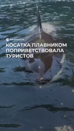 Косатка поздоровалась с туристами