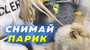 Щенкам шпица 57 дней. Доставка до Москвы. Приехали гости. Глистогоним перед первой прививкой