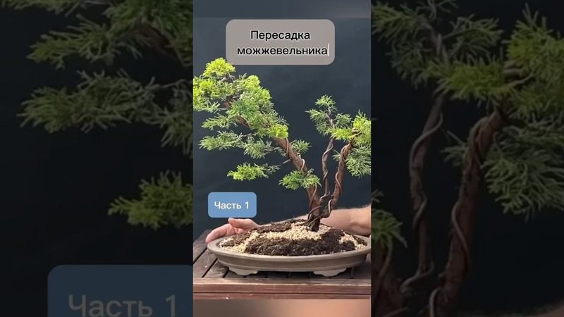Пересадка можжевельника. Часть 1.
