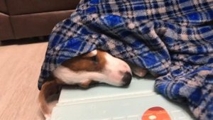 Учим команды с джек расселом / Первые прогулки после карантина / Игры щенка с детьми