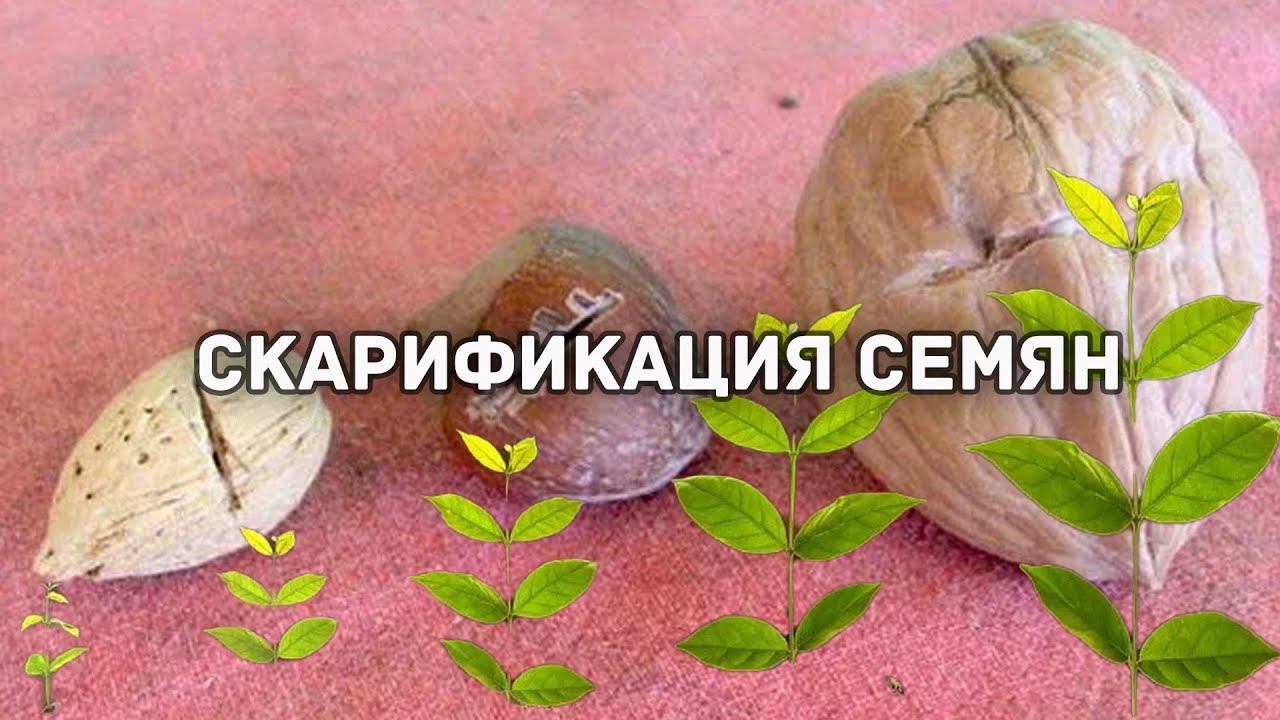 Скарификация семян. Каким семенам нужна скарификация?