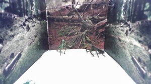 17059590582218 Жизненный цикл богомола