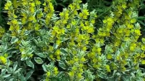 Вербейник. Многолетние цветы.