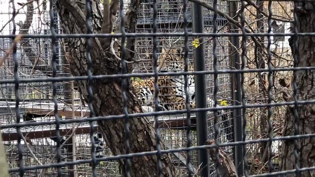 Ягуар Даша и ее взрослый малыш смотреть онлайн