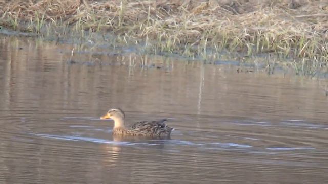 Вызаривание подсадных уток в Брянской области. смотреть онлайн
