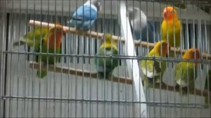 Попугаи .в зоомагазине