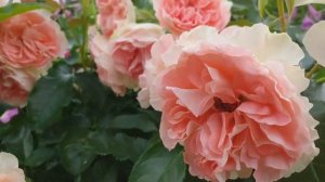 Прелестная РОЗА ДЖЕТ СЕТ обзор ХРОНИКА развития