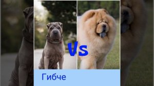 Шарпей против чау-чау: Кто победит? Аnimals VS