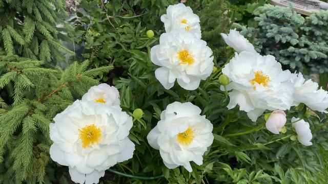 Пион Мисс Америка, peony Miss America, 27 июня 2021, г.Кировск, ленинградкой обл. смотреть онлайн