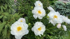 Пион Мисс Америка, peony Miss America, 27 июня 2021, г.Кировск, ленинградкой обл.