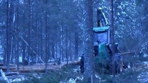 заготовка леса в делянке www.domvjatskiles.ru