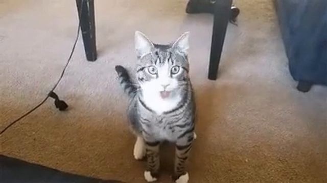 Когда твой кот вырос с собаками смотреть онлайн