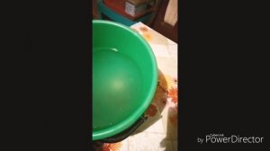 Как вырастить карасей в домашних условиях