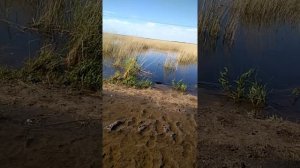 Речка. Саргатка перекат из озера Курема в озеро Мишино