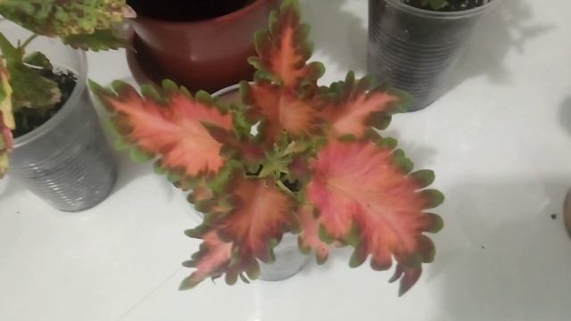 Комнатные растения. Колеусы. 1 часть смотреть онлайн