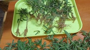 Mestoklema tuberosa сравнение растений с клумбы и подоконника