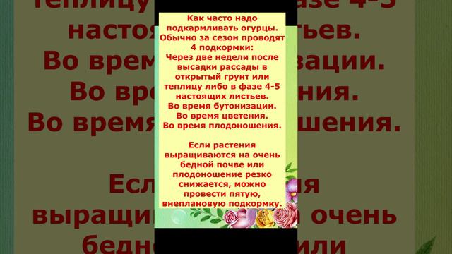 Как часто подкармливать Огурцы.