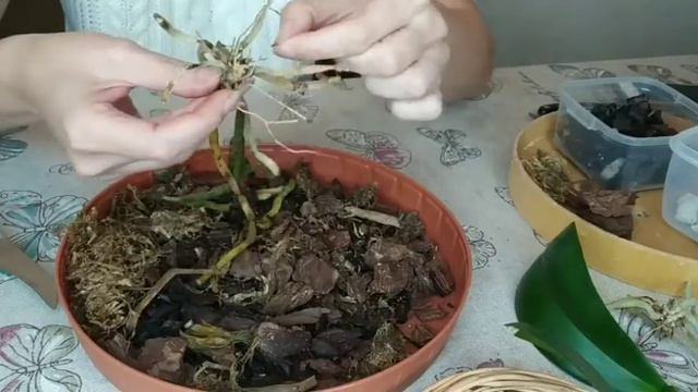 Из одной орхидеи получилась детка Молочный зубик🕊🌼 смотреть онлайн