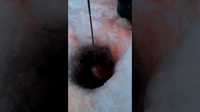 Рыбалка на реке Лозьва. Щука 12200. 11.03.18. смотреть онлайн