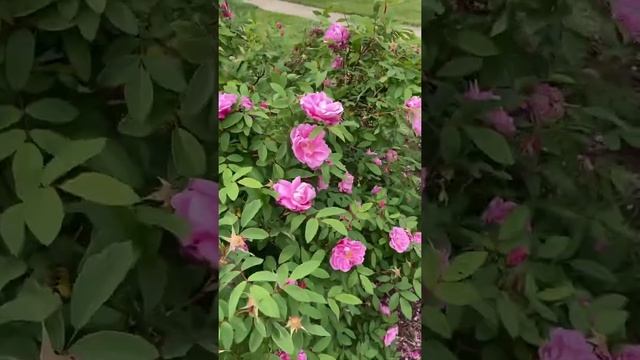 Rosa Rugosa “Thérèse Bugnet” in Bloom - Illinois Zone 5 Garden #Shorts