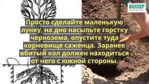 Посадка и уход за саженцами яблони осенью