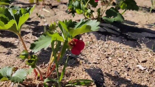 КАК Я В АМЕРИКЕ САЖАЮ ПОМИДОРЫ / СЕНО / США/ смотреть онлайн