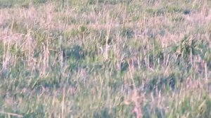 Маним перепелов