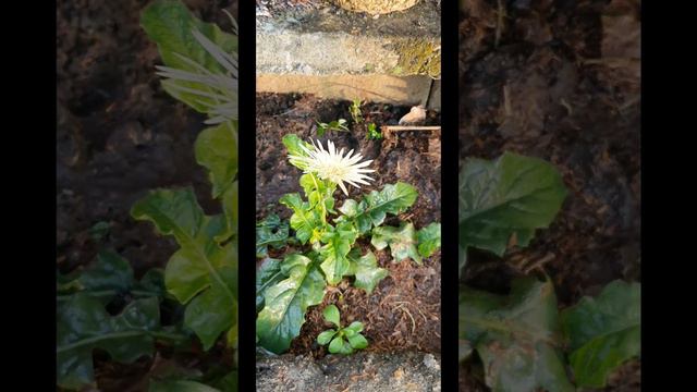 African Daisy #africandaisy