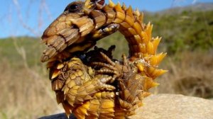 КАРЛИКОВЫЙ ДРАКОН. ЯЩЕРИЦА - ПОЯСОХВОСТ - ИНТЕРЕСНЫЕ ФАКТЫ