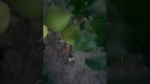 Карликовая груша сорт Сан Ремо