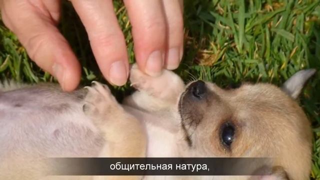 Чихуахуа - о породе смотреть онлайн