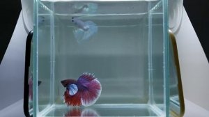 Male Betta : Dumbo Red Lavender Super Big Ears code NV36 Premium Rare